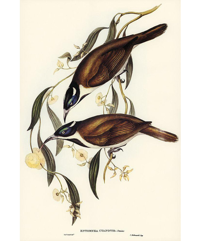 Art sur toile tendu Lark Manor ™, Gould, John, H 24 po x l 17 po