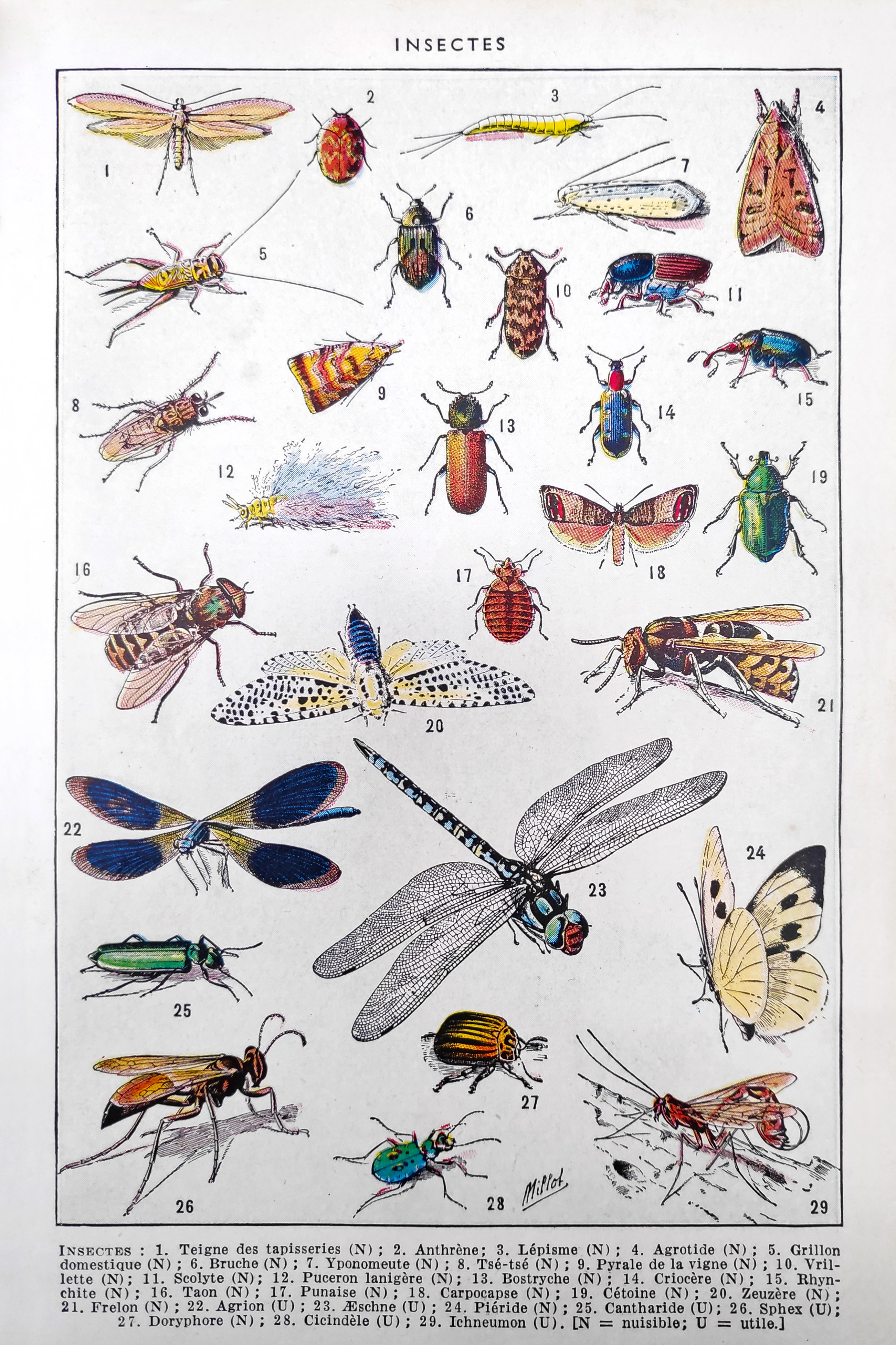 Insect I'm Trinx Old Illustration Listing the Insects - Wrapped Canvas Graphic Art ...