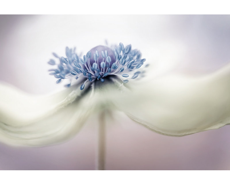 Wrapped Canvas Print, 121.92 cm H x 81.28 cm W