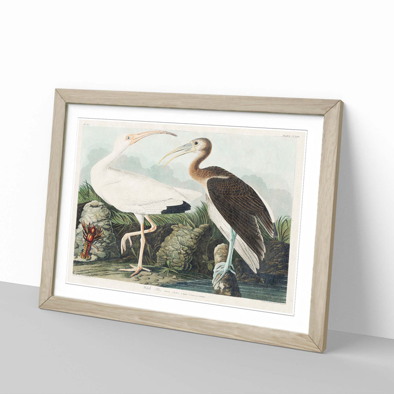 White Ibis Bird & Lobster by John Audubon - Framed Print, 48cm H x 65cm W x 2cm D, Oak Framed