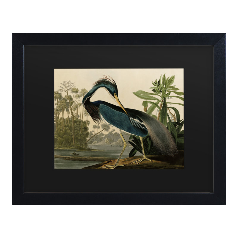 «Johniana Audubon» par John James Audubon, H 11 po x l 14 po x P 0,5 po, Cadre noir