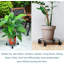 Support pour plante Kimbolton