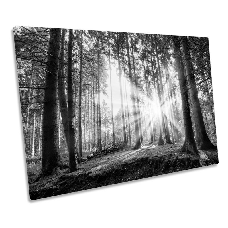 Sunset Forest Summer B&W - Wrapped Canvas Print, 81.3cm H x 121.9cm W