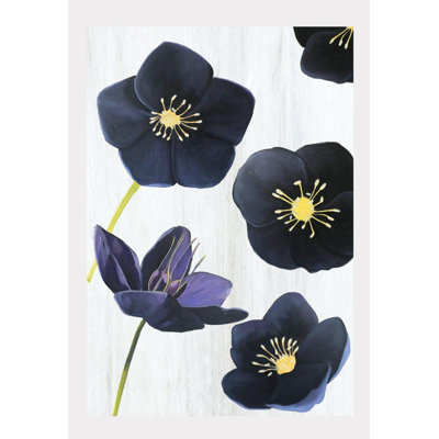Black Hellebore Print