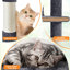 Cat Tree-101437450-105286891