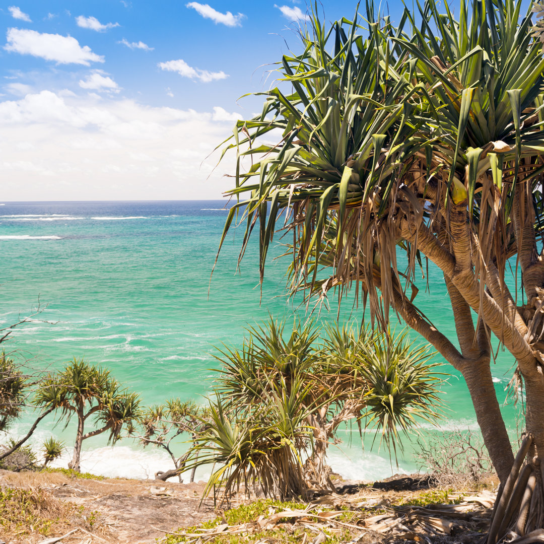 Leinwandbild Pandanus Palm Tree von THP Creative