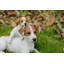 Mère et bébé Jack Russell