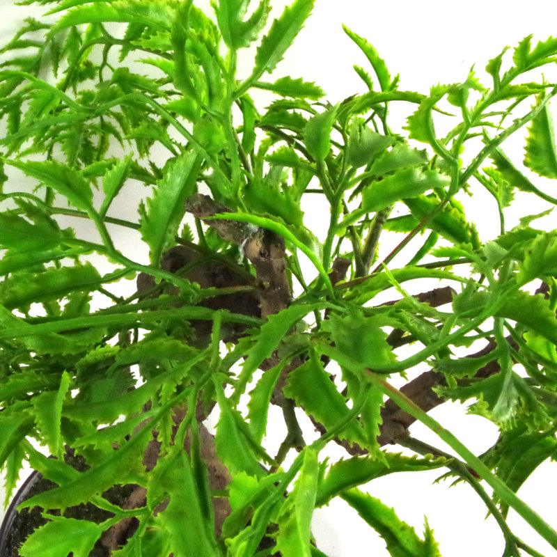 Anastassios 45cm Faux Bonsai Tree in Pot
