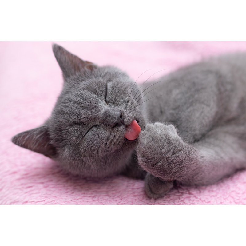 Home Well-Groomed Cat Washes His Paw. Pure Animal. Pet. - Wrapped Canvas Print, 20cm H x 30cm W x 3.8cm D
