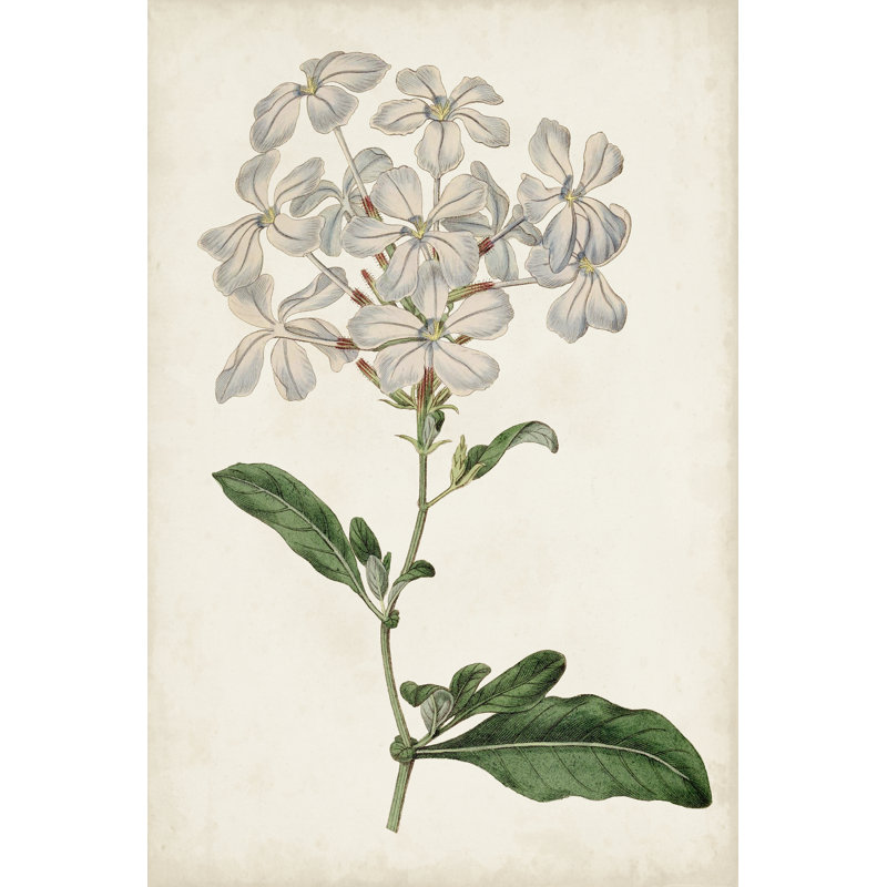 Antique Botanical Collection VIII by Ridgeway - Wrapped Canvas Art Prints, 122cm H x 81cm W, Black Floater Framed