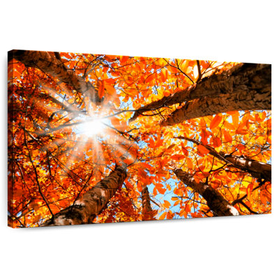 Alvord Sequoia Forest Fall