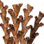 Buriti Twig Plant