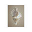Shells On Champagne IV Print by Sofia Fox-26939043-26939042