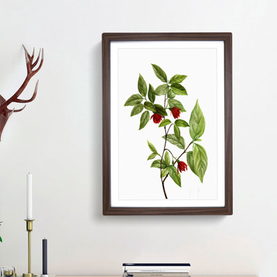Calycanthus Venus Flowers by Pierre-Joseph Redoute - Picture Frame Painting Print
