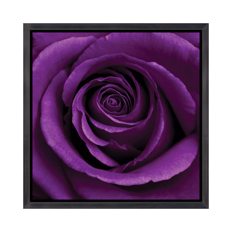 «Purple Rose I» par Tom Quartermaine - impression d'art graphique, H 18 po x l 18 po x 1,5 po, Cadre flottant noir patiné