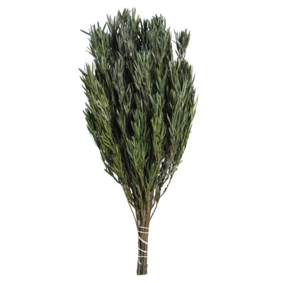 Salignum vert de 12 po Primrue, mâle, comprend 6 à 7 oz par paquet, séché