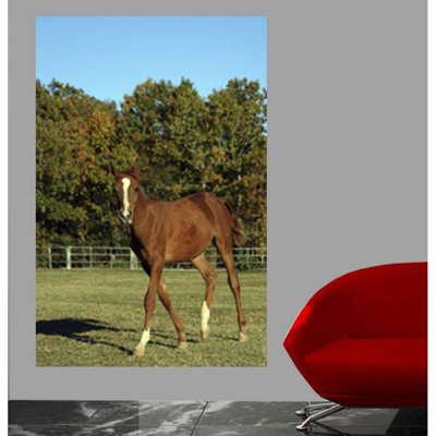 Adhésif décoratif cheval