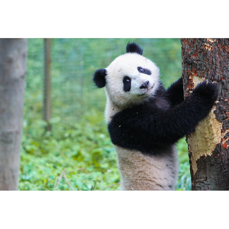 Panda Bear - Wrapped Canvas Print, 20cm H x 30cm W x 3.8cm D