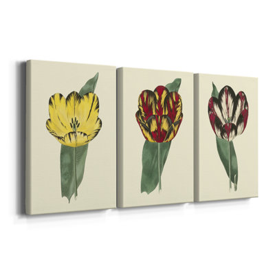 Antique Tulip II  -Custom Wrapped Gallery Canvas - 3 Pieces