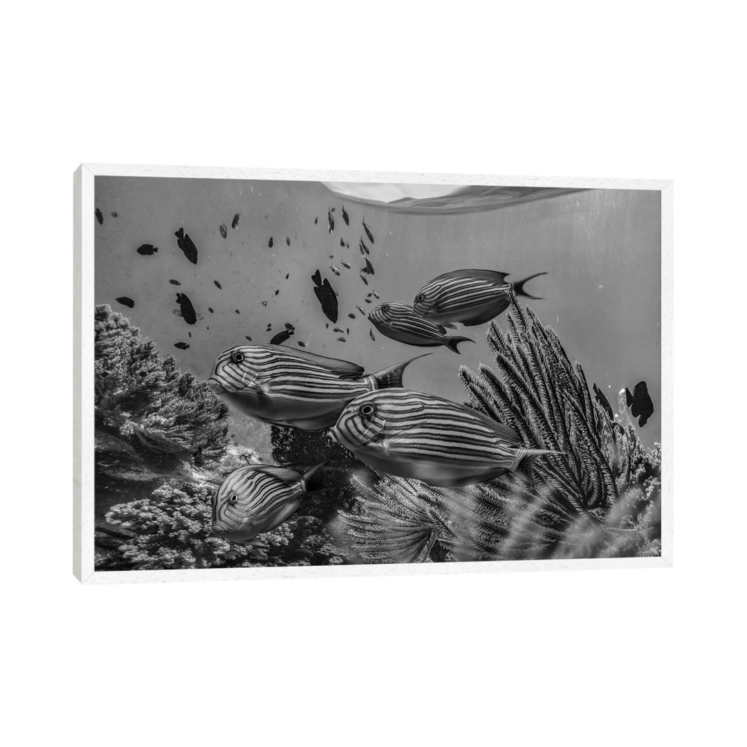 Angelfish Group And Soft Coral, Bohol Island, Philippines von Tim Fitzharris - Galerie Giclée auf Leinwand