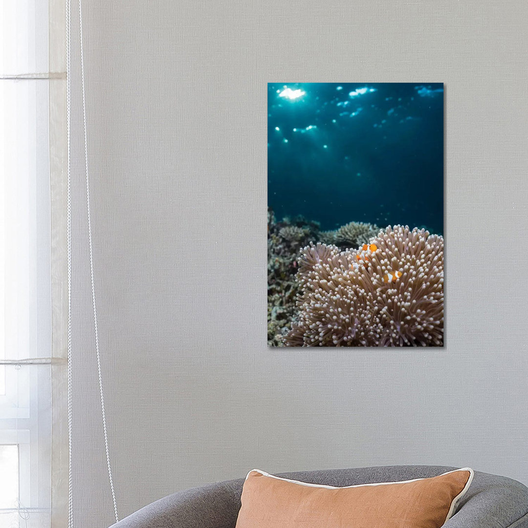 Rays From The Setting Sun Shining On An Anemone With A Pair Of Clownfish von Mathieu Meur - Gallery-Wrapped Canvas Giclé...