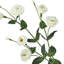 36 po Lisianthus 36 po-1997134998
