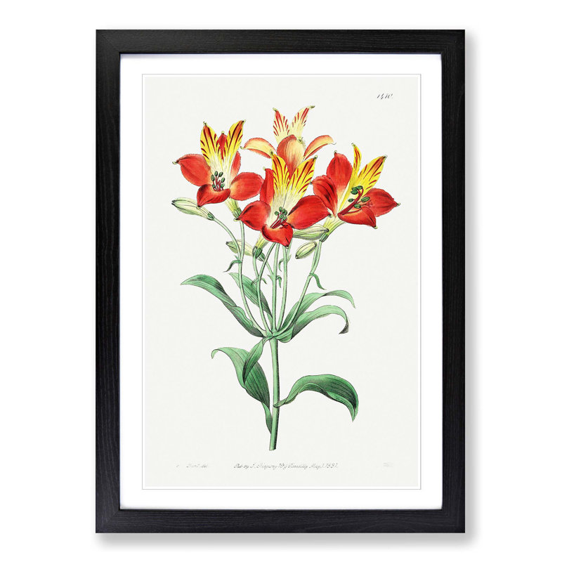 Red Peruvian Lily Flowers - Picture Frame Painting Print, Black Framed, 48cm H x 36cm W x 2cm D