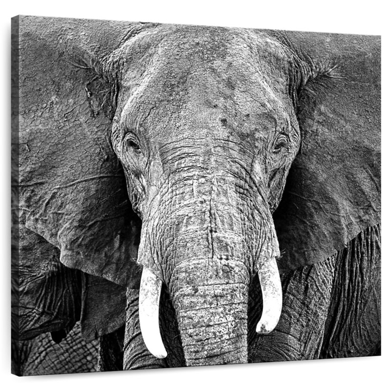 Brampt Elephant Wrinkles