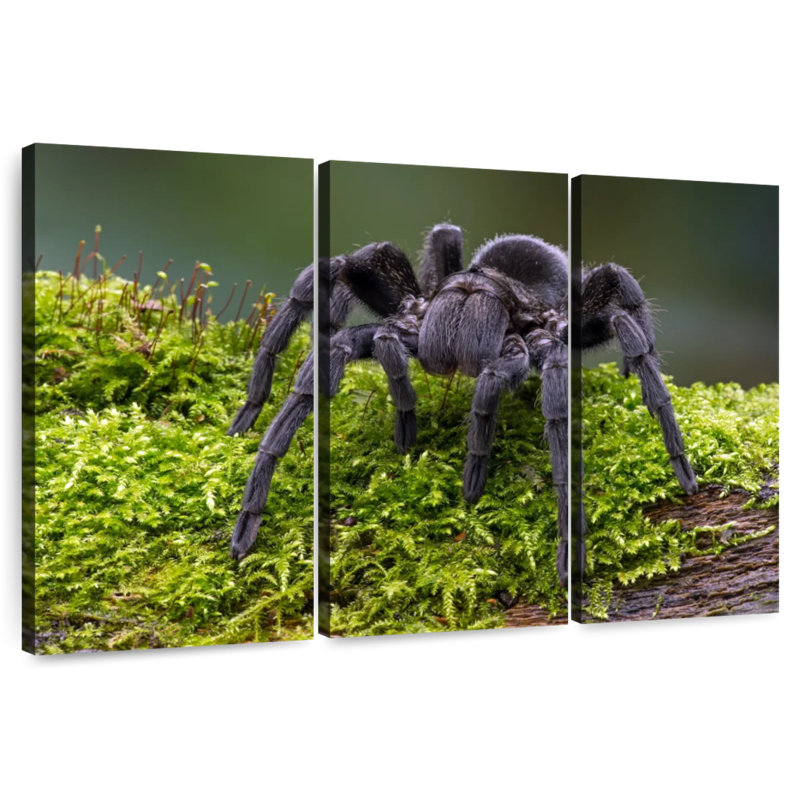 Brazilian Tarantula