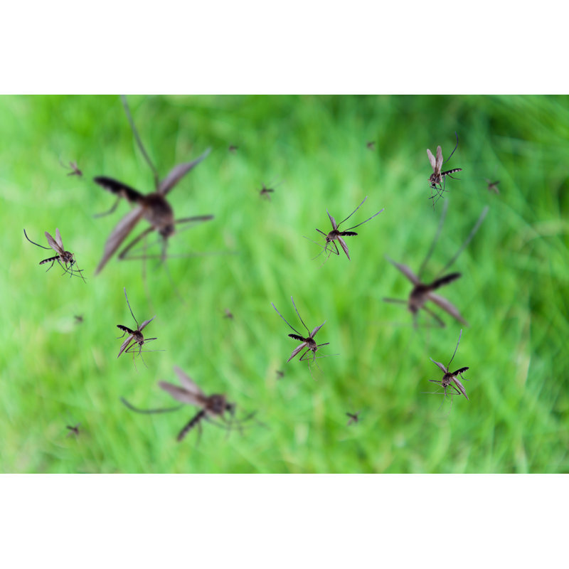 Cirebon Mosquitoes Fly by Kwangmoozaa - Wrapped Canvas Print, 20cm H x 30cm W x 3.8cm D