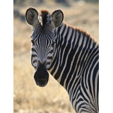 Majestic Zebra' Photographic Print