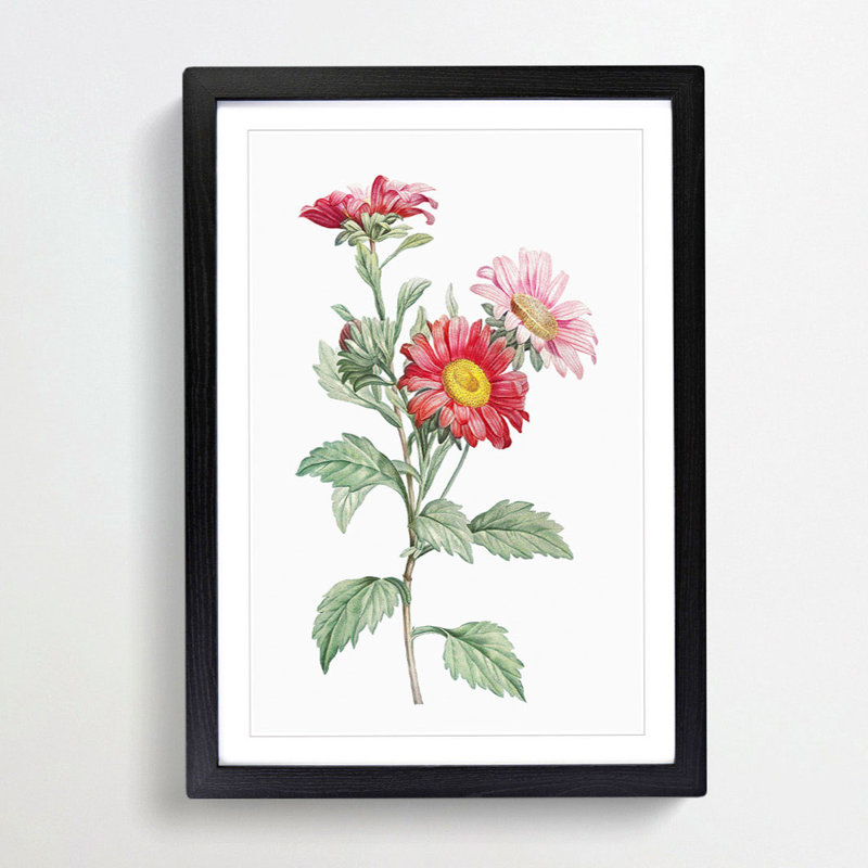 Red Aster Flowers by Pierre-Joseph Redoute - Picture Frame Painting Print, 36cm H x 27cm W x 2cm D, Black Framed