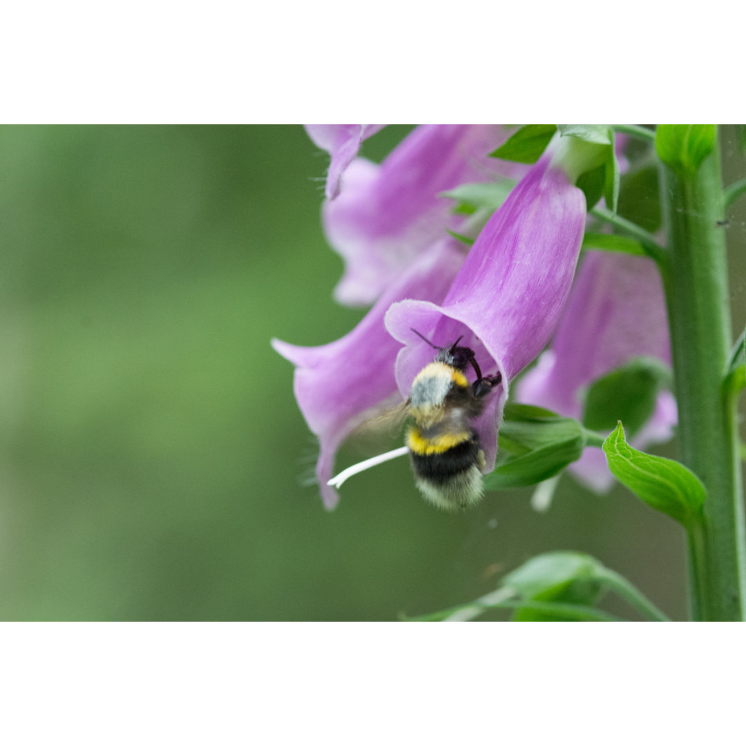 Hummel auf Fingerhut - Fotografie ohne Rahmen auf Leinwand