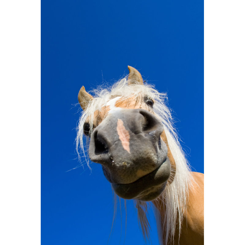 Horse by AngiePhotos - No Frame Print on Canvas, 122cm H x 81cm W