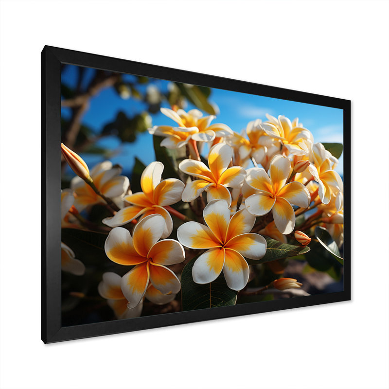 «White and Yellow Plumeria Tropical Splendor» sur impression sur toile, H 12 po x l 20 po x P 1 po, Cadre simple noir
