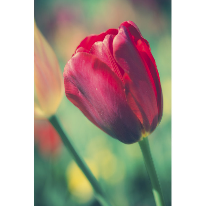 Tulip Sway II by Sonja Quintero - Art Prints on Canvas, 46cm H x 30cm W x 3.8cm D