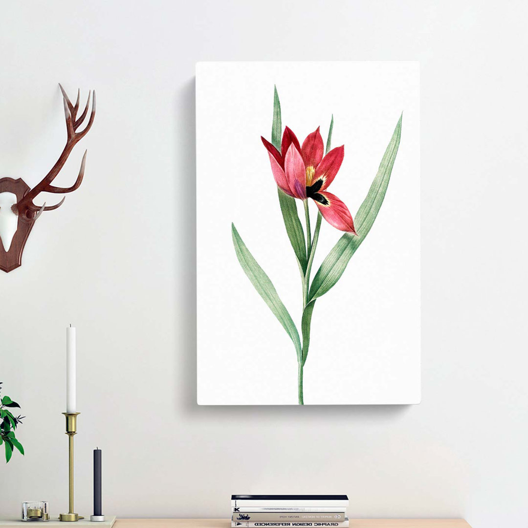 Pink Tulip Flower by Pierre-Joseph Redoute - Wrapped Canvas