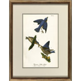 Common Blue Bird Print