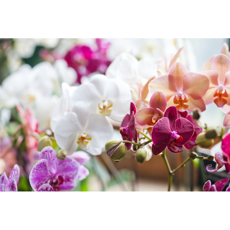 Flower Orchids by Besjunior - Wrapped Canvas Print, 30cm H x 46cm W x 3.8cm D