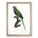 Monk Parakeet by F. Levaillant - Picture Frame Art Print