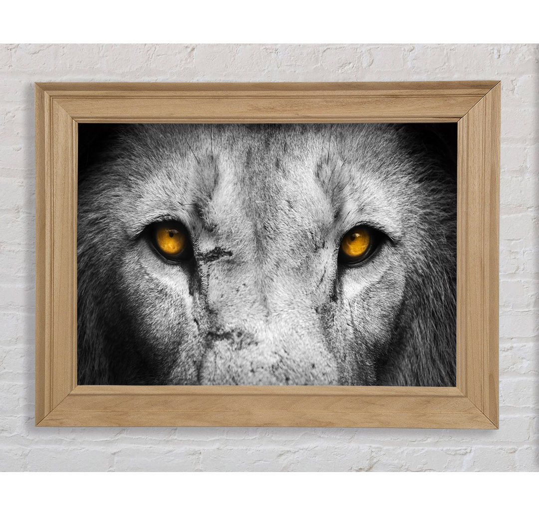 Lion Eyes Gerahmter Druck