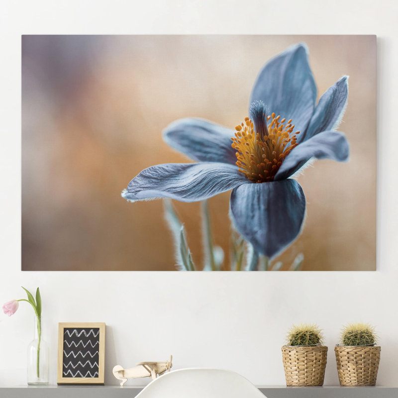 Pasque Flower In Blue - Wrapped Canvas Print, 31cm H x 20cm W x 0.5cm D, Paper