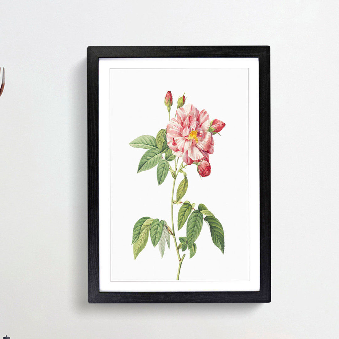 Pink French Rosebush by Pierre-Joseph Redoute - Picture Frame Graphic Art Print