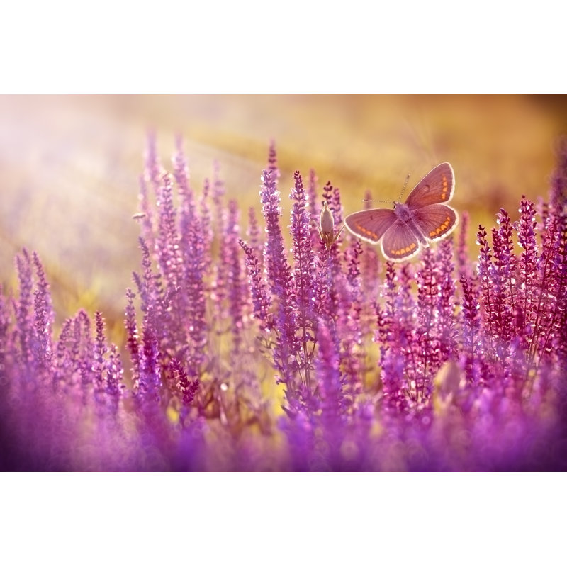Longbridge Brown Butterfly by PhotoIris2021 - Wrapped Canvas Print, 30cm H x 46cm W 3.8cm D
