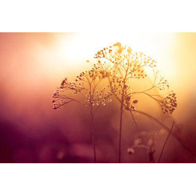 Silhouette de fleurs sauvages séchées par Jasmina007