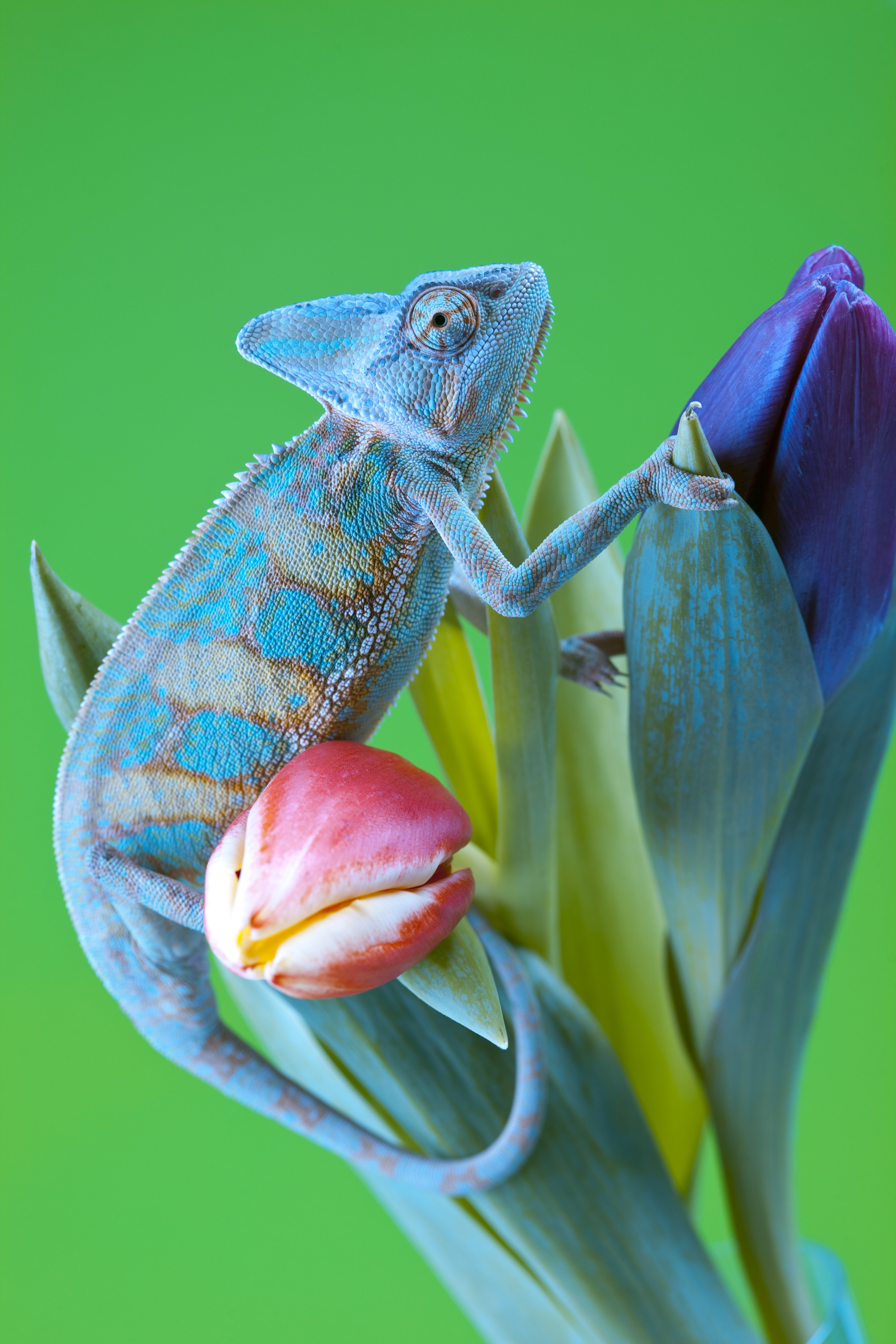 Designer Veiled chameleons for sale are the most colorful of all the  veileds.