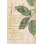 " Herb Study I " by Grace Popp
