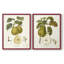 Vintage Pears III - reproduction encadrée de qualité supérieure - prête à être accrochée - aucun clou requis - aucun clou requis-121693952-121693956