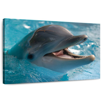 Brampt Delighted Dolphin