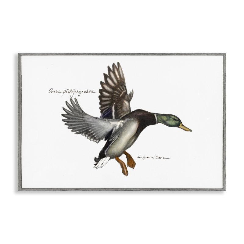 Giclée de canard colvert volant par Jadei, Gris, H 20 po x l 30 po